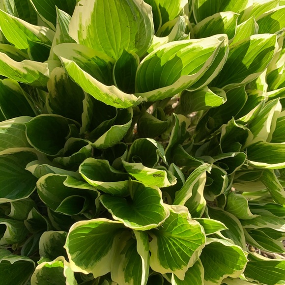 Meet your Posher, Leah - Picture 1 of 1